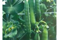 Вальверде - горох овощной, 100 000 семян, Syngenta (Сингента), Голландия фото, цена